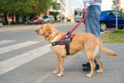 guide dog on sidewalk