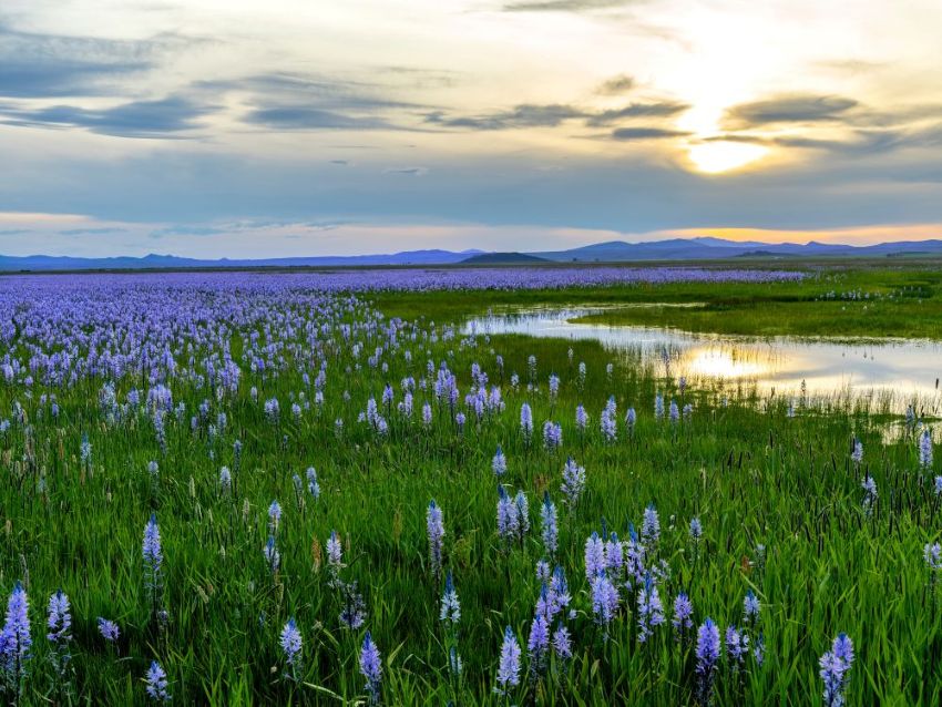 Purple wildflowers in marshy area